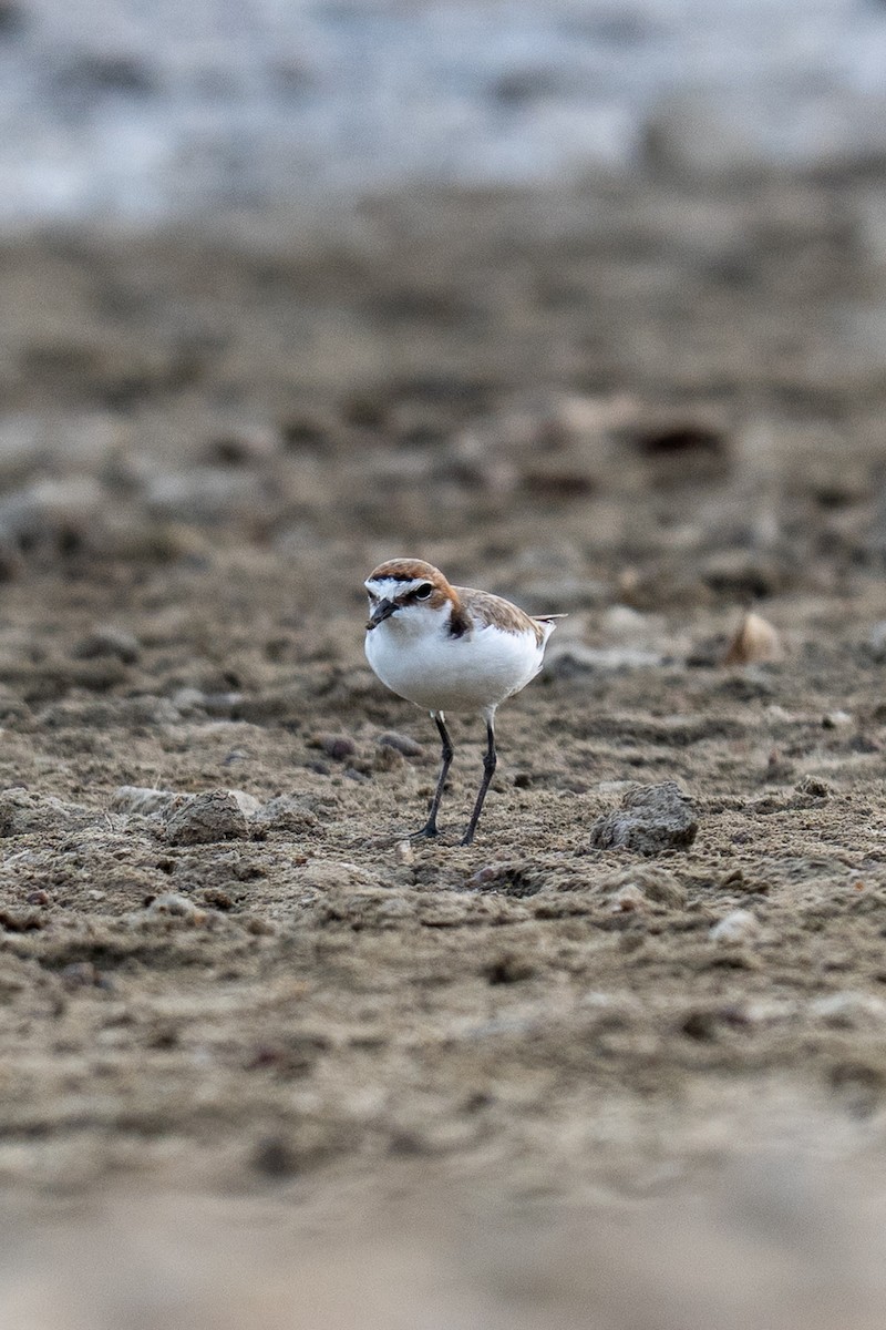 Red-capped Plover - ML643463855