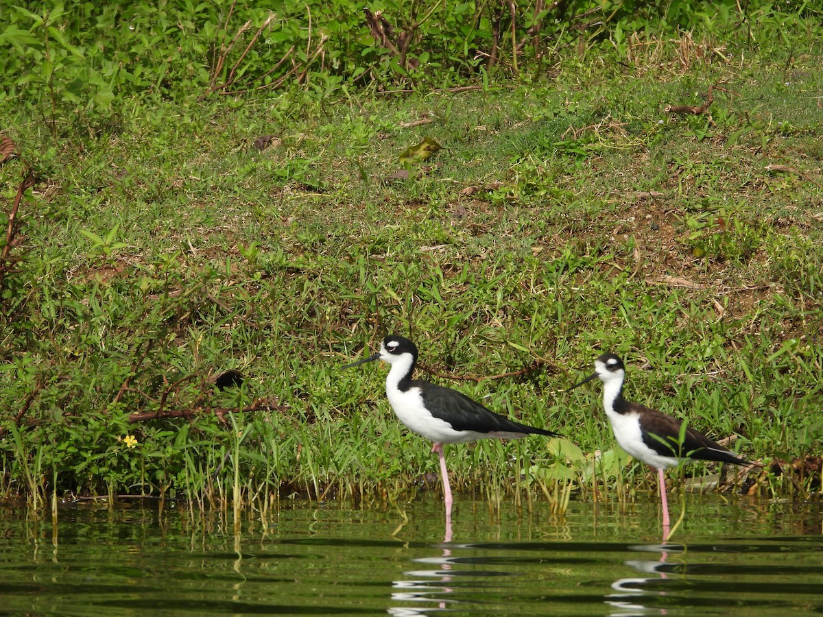 Black-necked Stilt - ML643463867