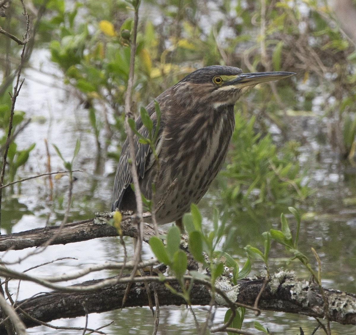 Green Heron - ML643463874