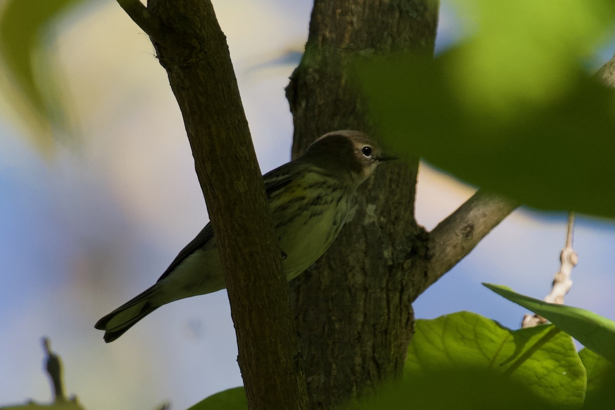 Yellow-rumped Warbler - ML643463879