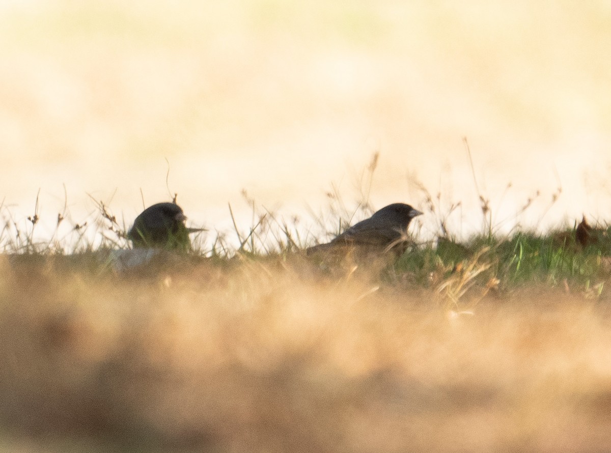 Dark-eyed Junco (Slate-colored) - ML643463881