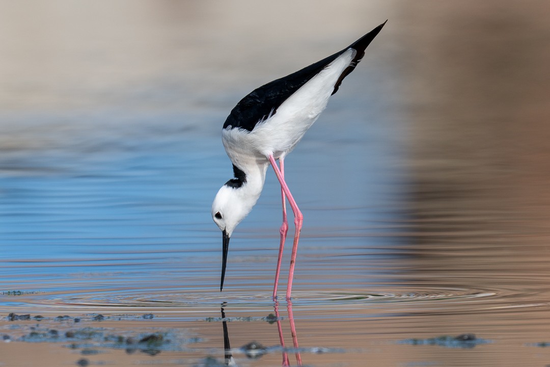 Pied Stilt - ML643463884