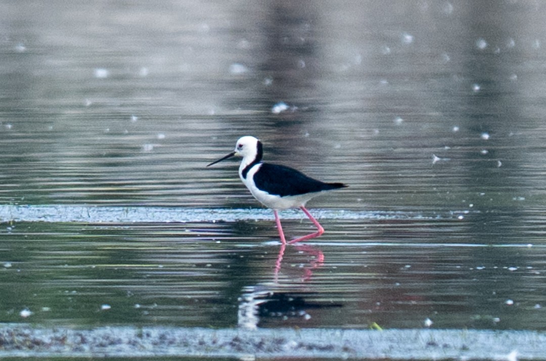 Pied Stilt - ML643463885