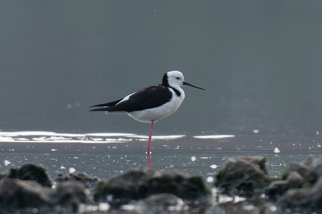 Pied Stilt - ML643463886