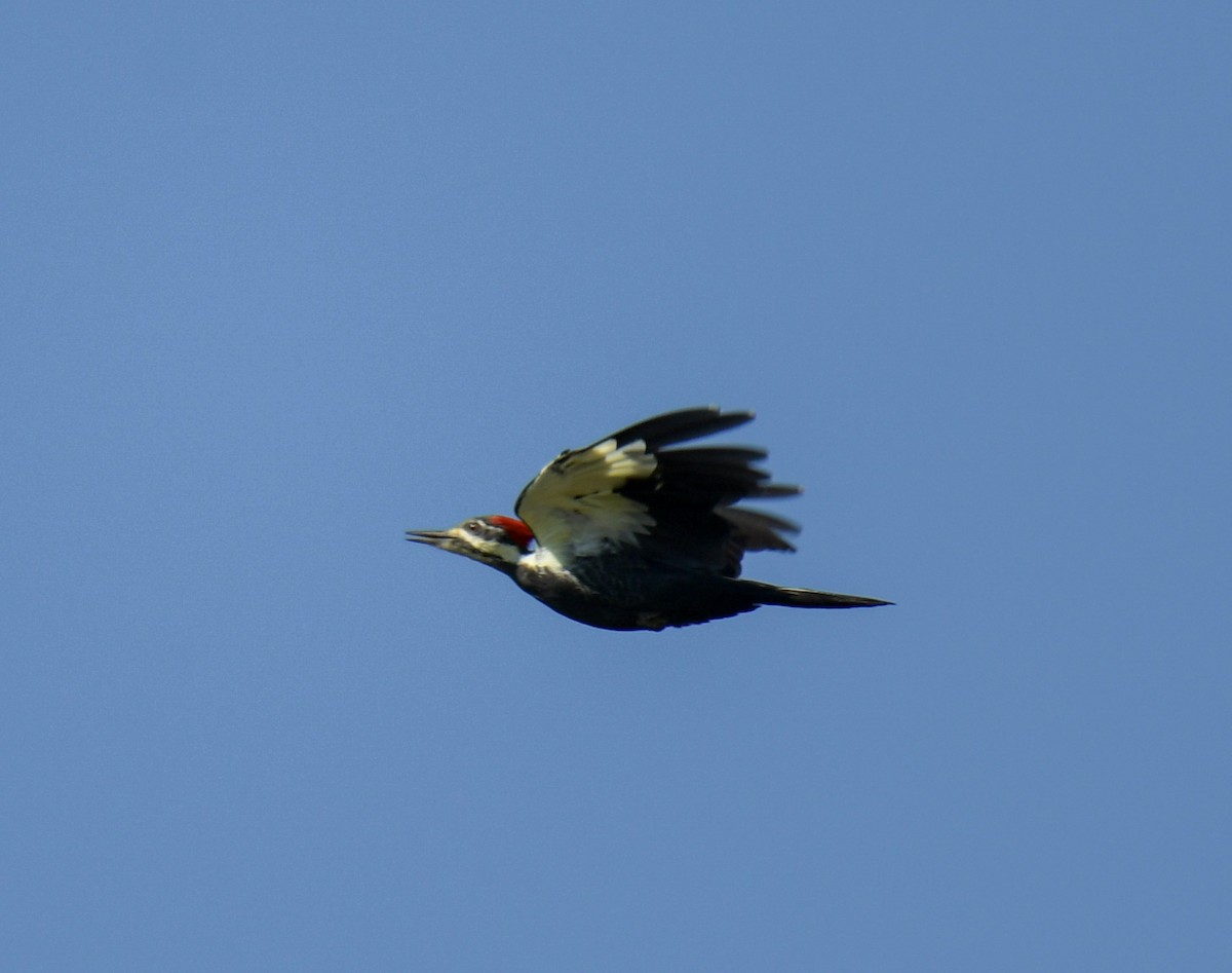 Pileated Woodpecker - ML643463889