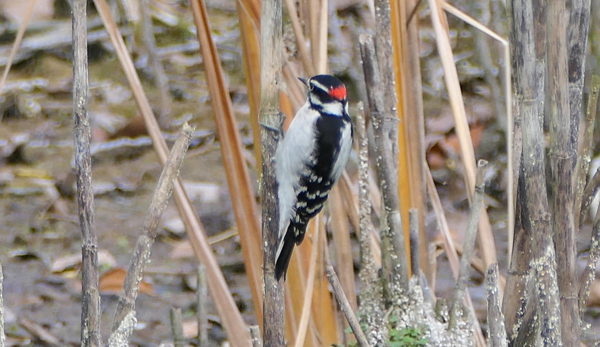 Downy Woodpecker - ML643463890