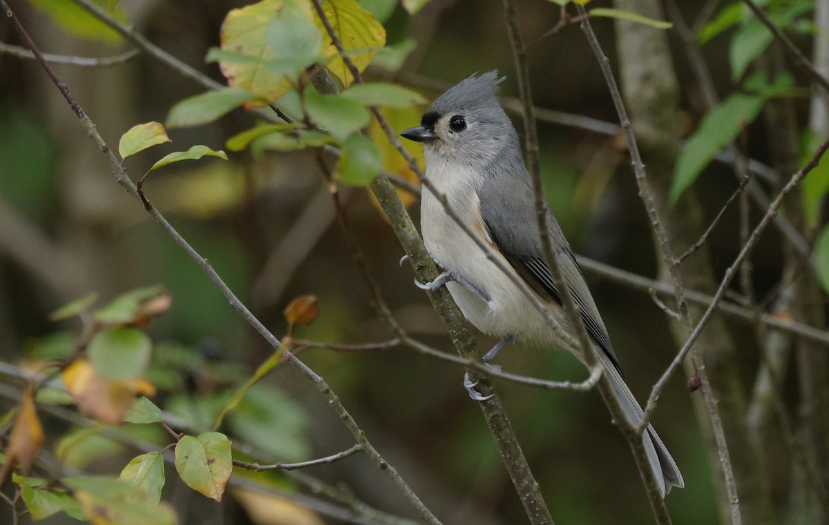 Tufted Titmouse - ML643463897