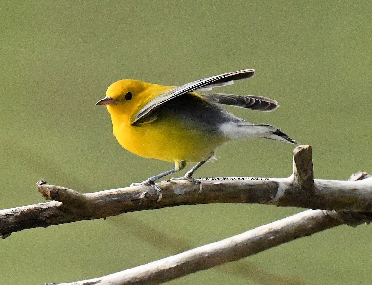 Prothonotary Warbler - ML643463901
