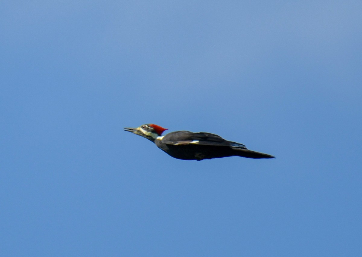 Pileated Woodpecker - ML643463903