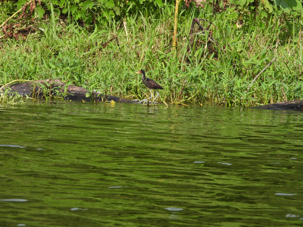 Wattled Jacana - ML643463906