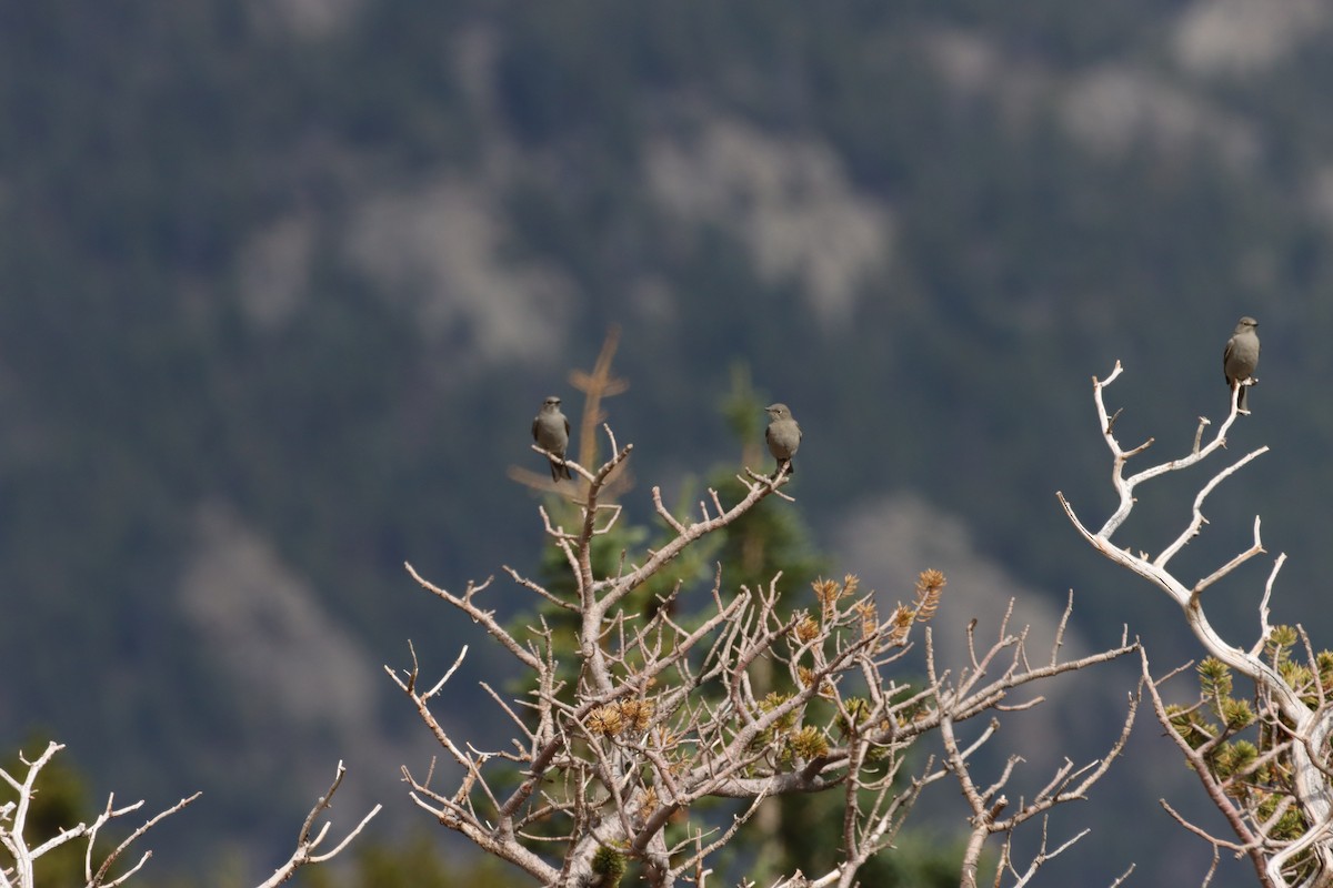 Townsend's Solitaire - ML643463913