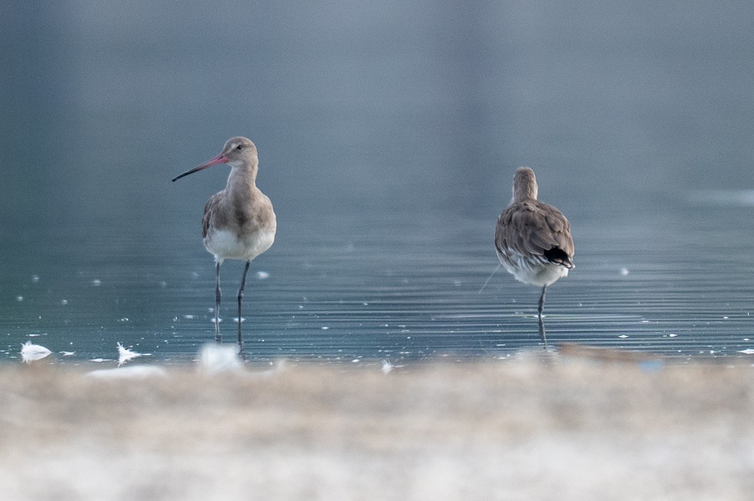Black-tailed Godwit (melanuroides) - ML643463916