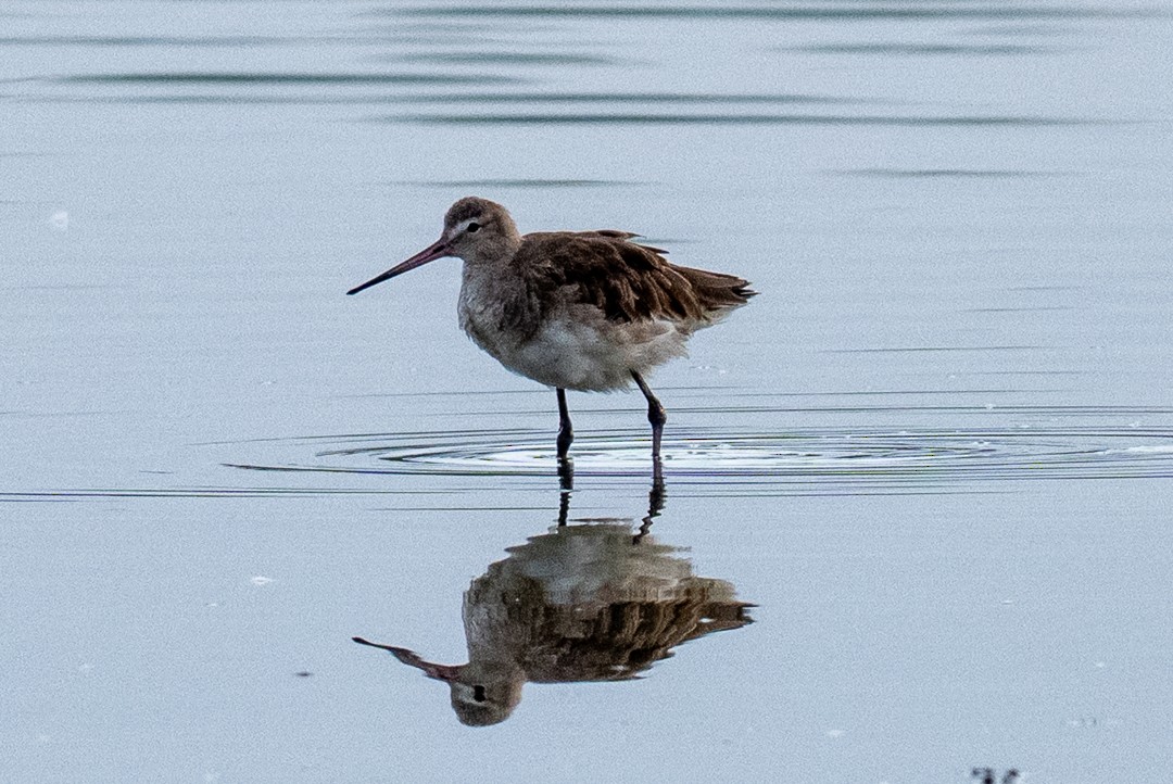 Black-tailed Godwit (melanuroides) - ML643463917