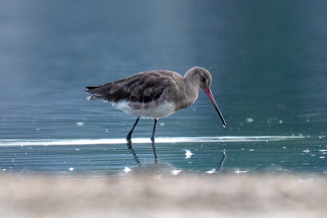 Black-tailed Godwit (melanuroides) - ML643463918