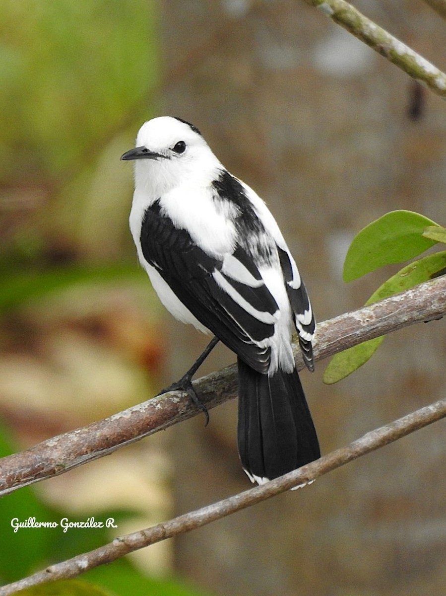 Pied Water-Tyrant - ML643463927