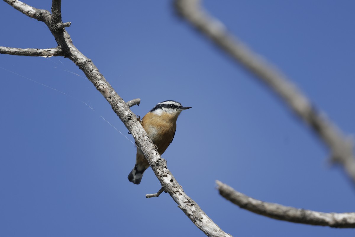 Red-breasted Nuthatch - ML643463928