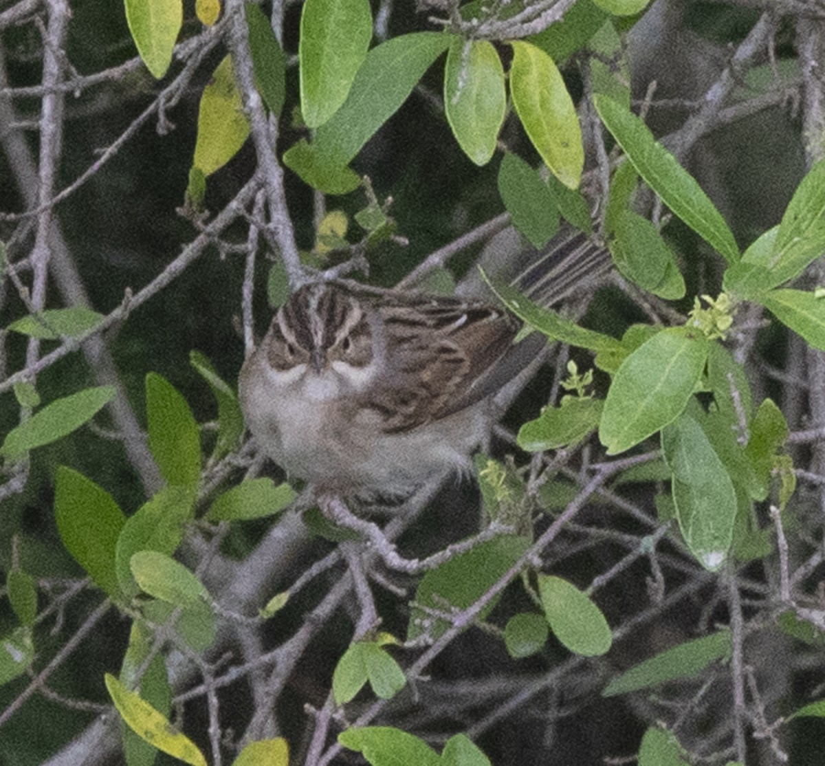 Clay-colored Sparrow - ML643463929