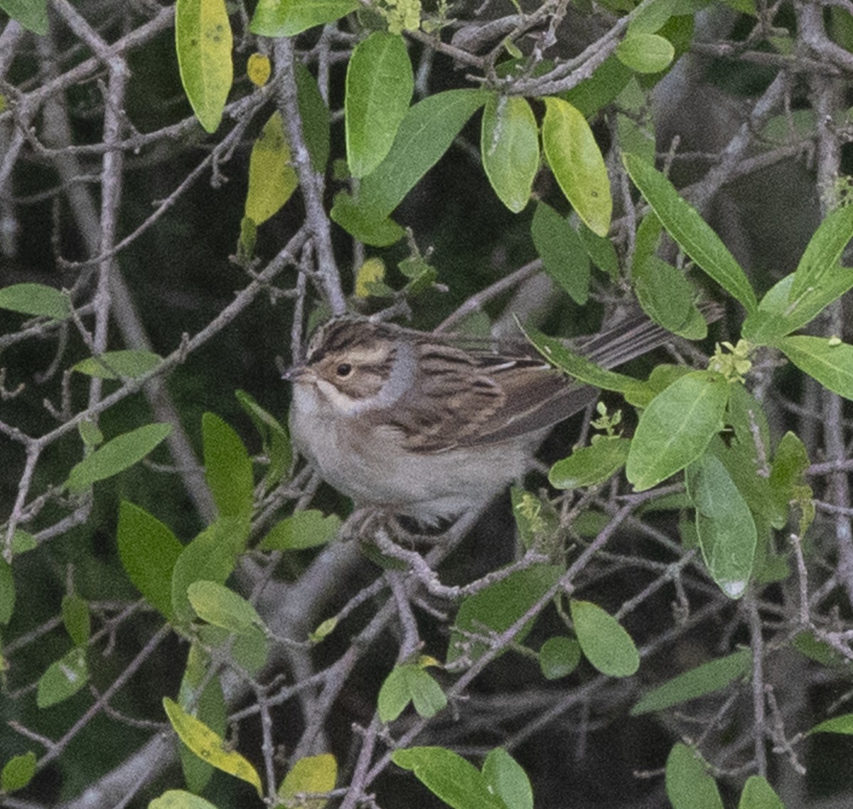 Clay-colored Sparrow - ML643463930