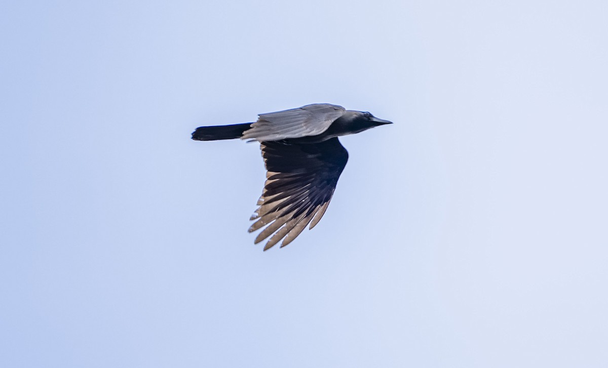 Passeriformes sp. - ML643463939