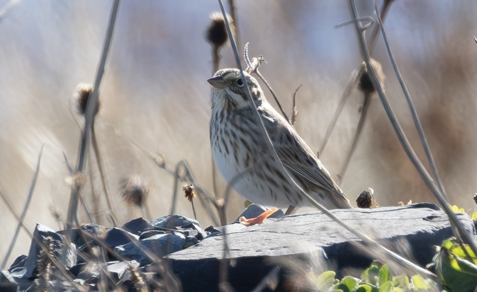 Savannah Sparrow (Ipswich) - ML643463941