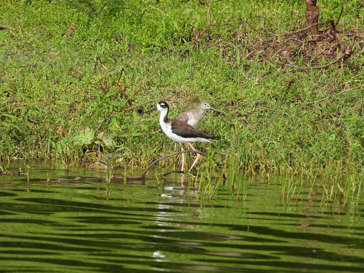 Greater Yellowlegs - ML643463942