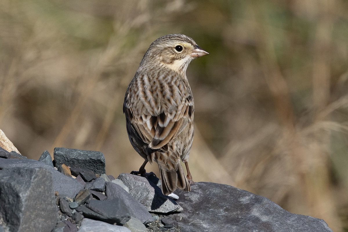 Savannah Sparrow (Ipswich) - ML643463948
