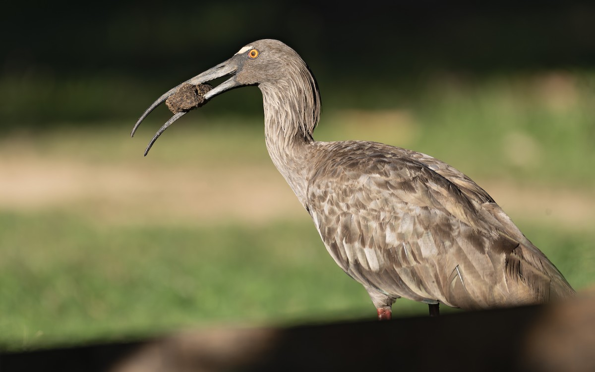 Plumbeous Ibis - ML643463952