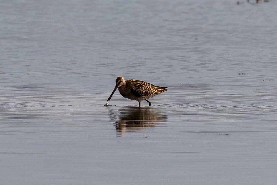 Asian Dowitcher - ML643463955