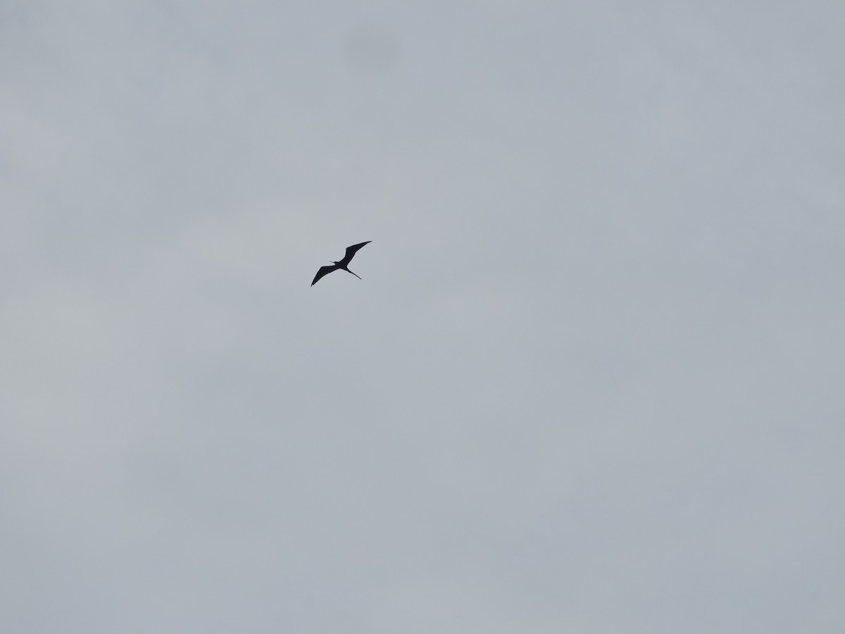 Magnificent Frigatebird - ML643463959