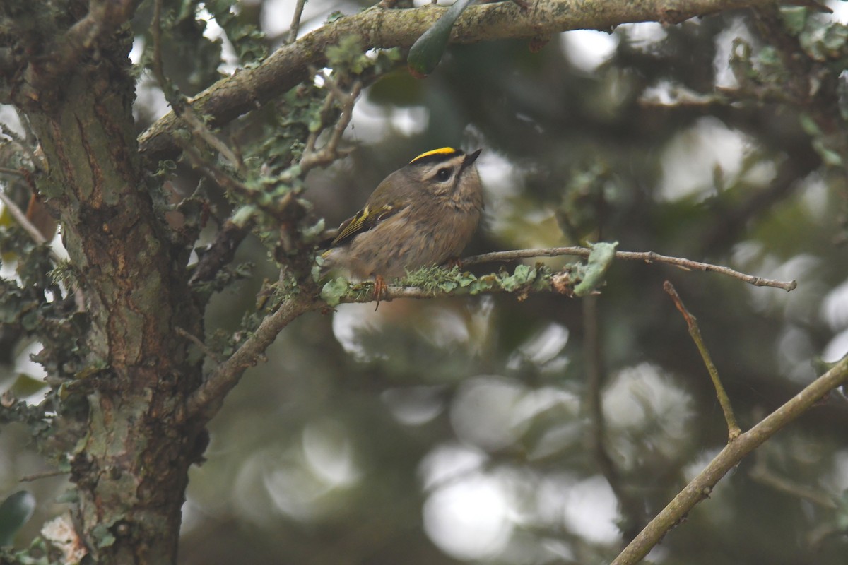 Golden-crowned Kinglet - ML643463961