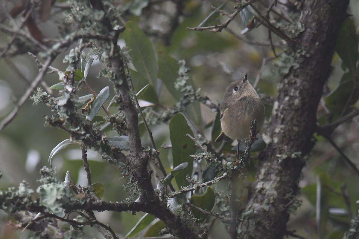 Ruby-crowned Kinglet - ML643463971