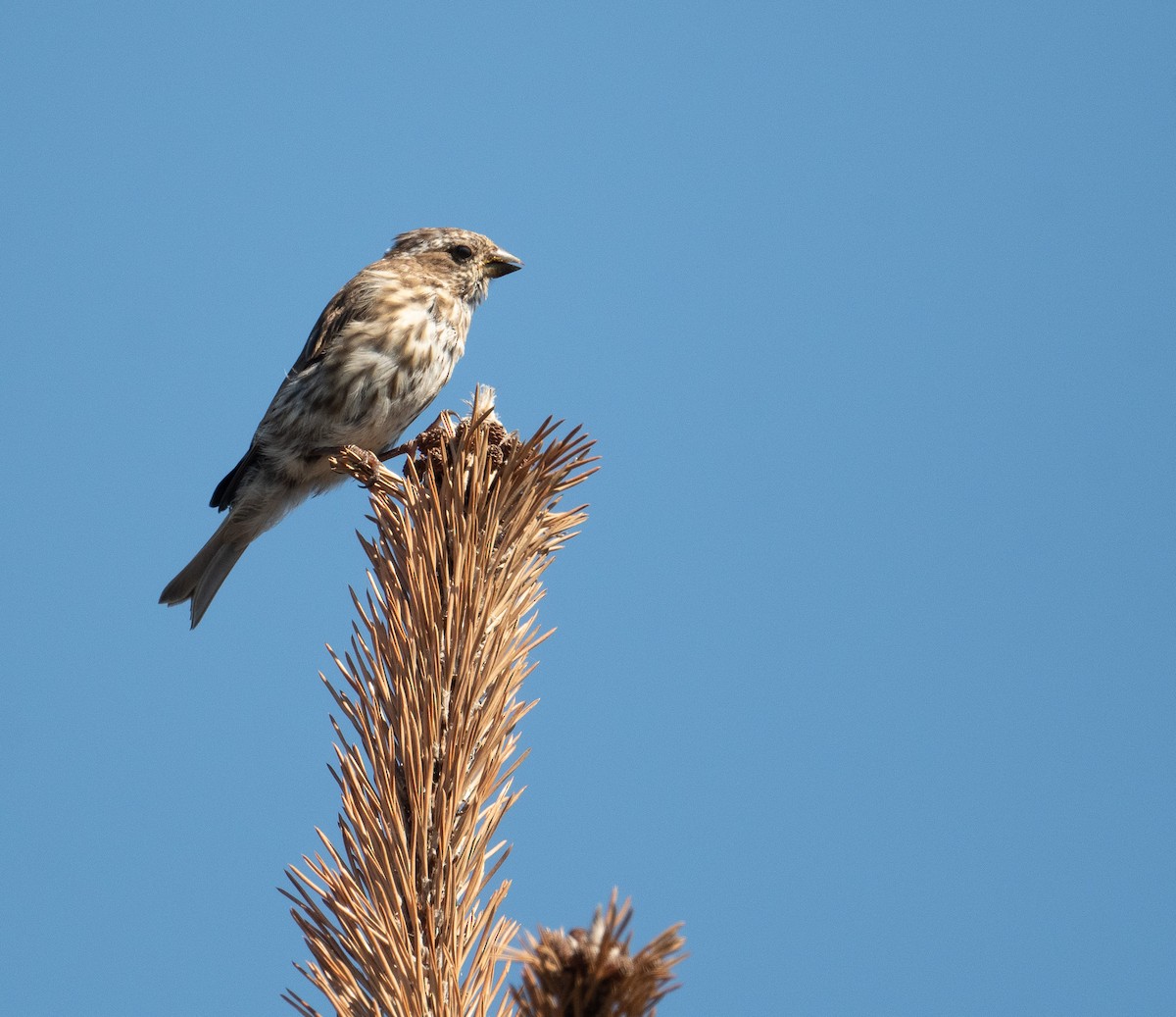 ムラサキマシコ - ML643463972