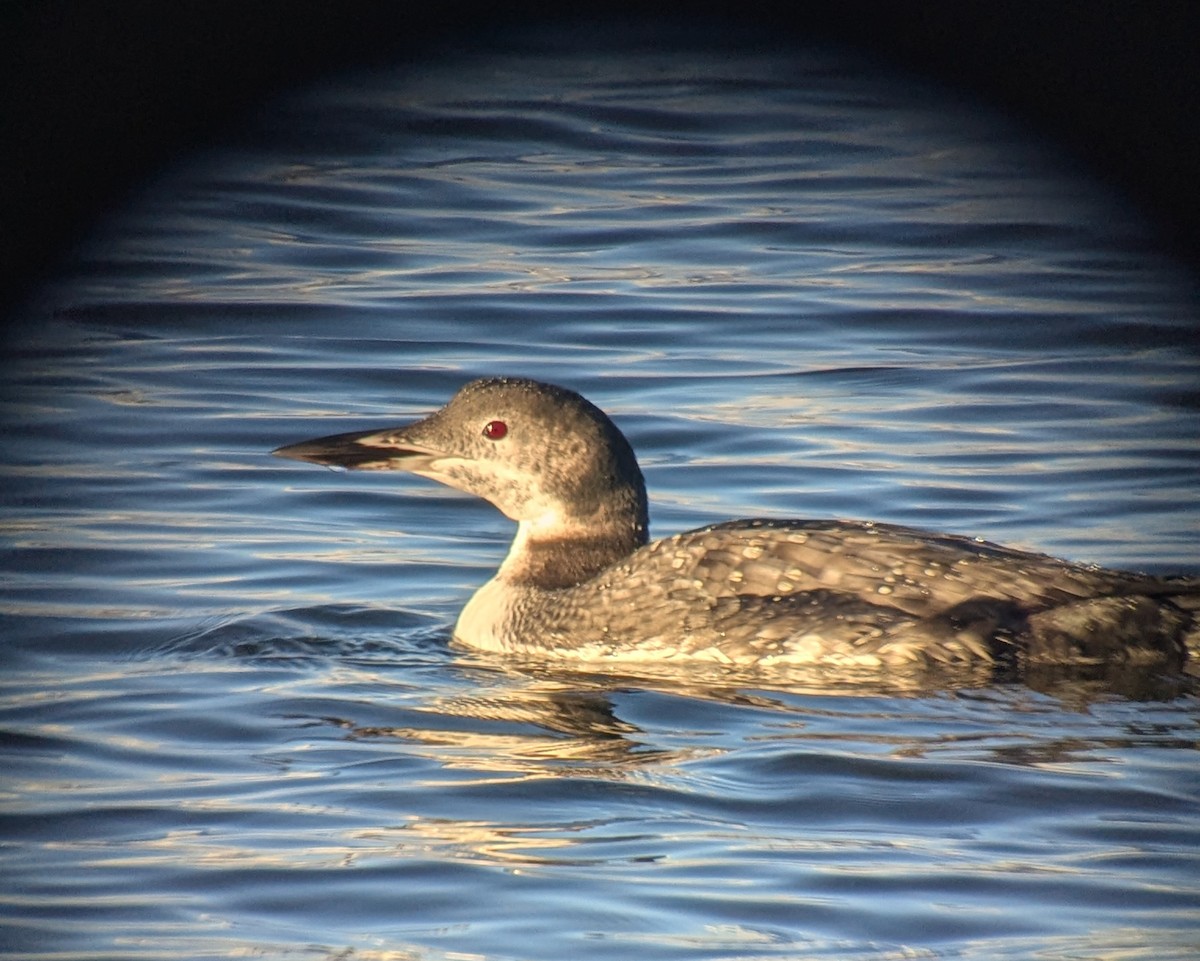 Common Loon - ML643463973