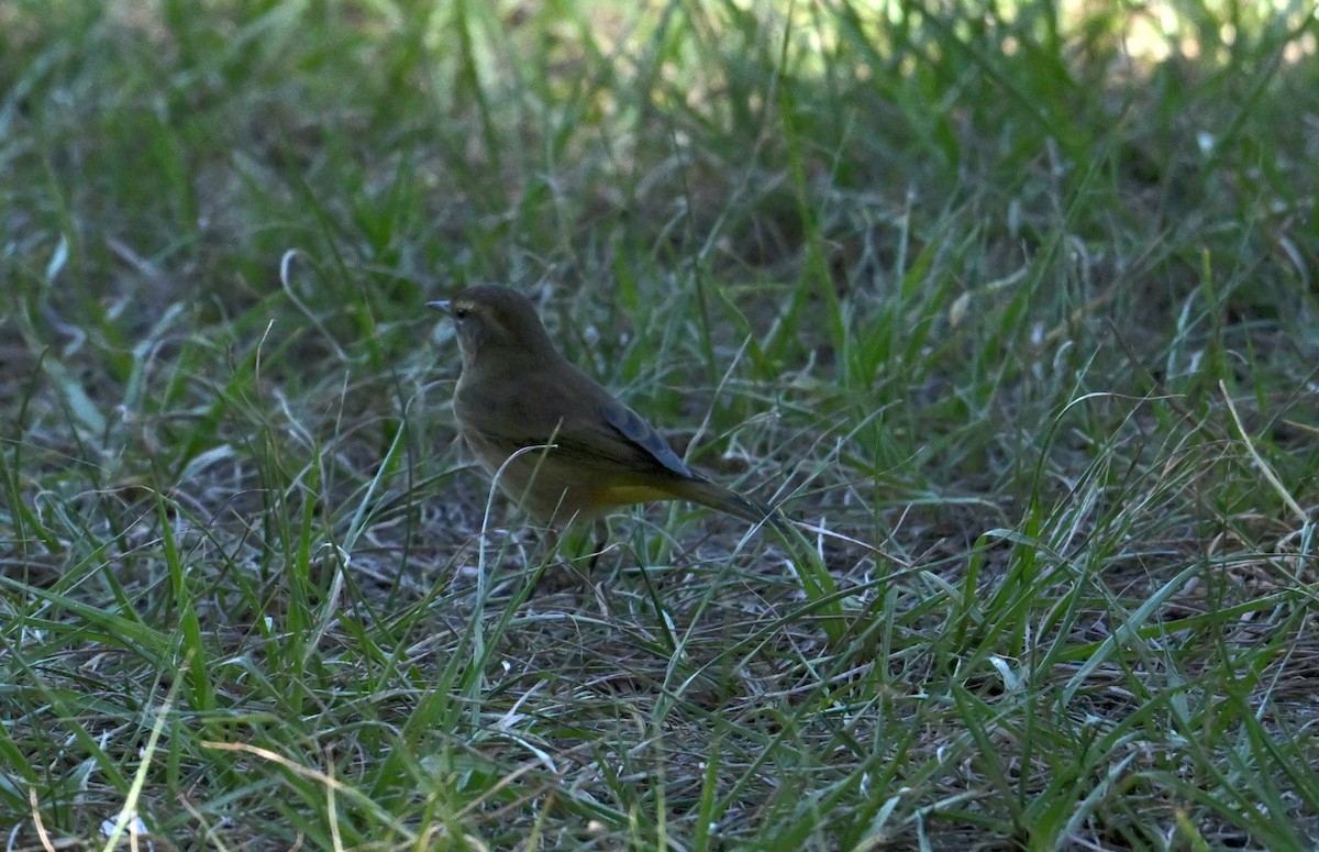 Palm Warbler - ML643463988