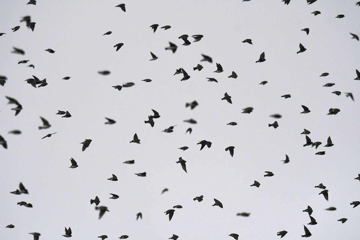 Tree Swallow - ML643463989