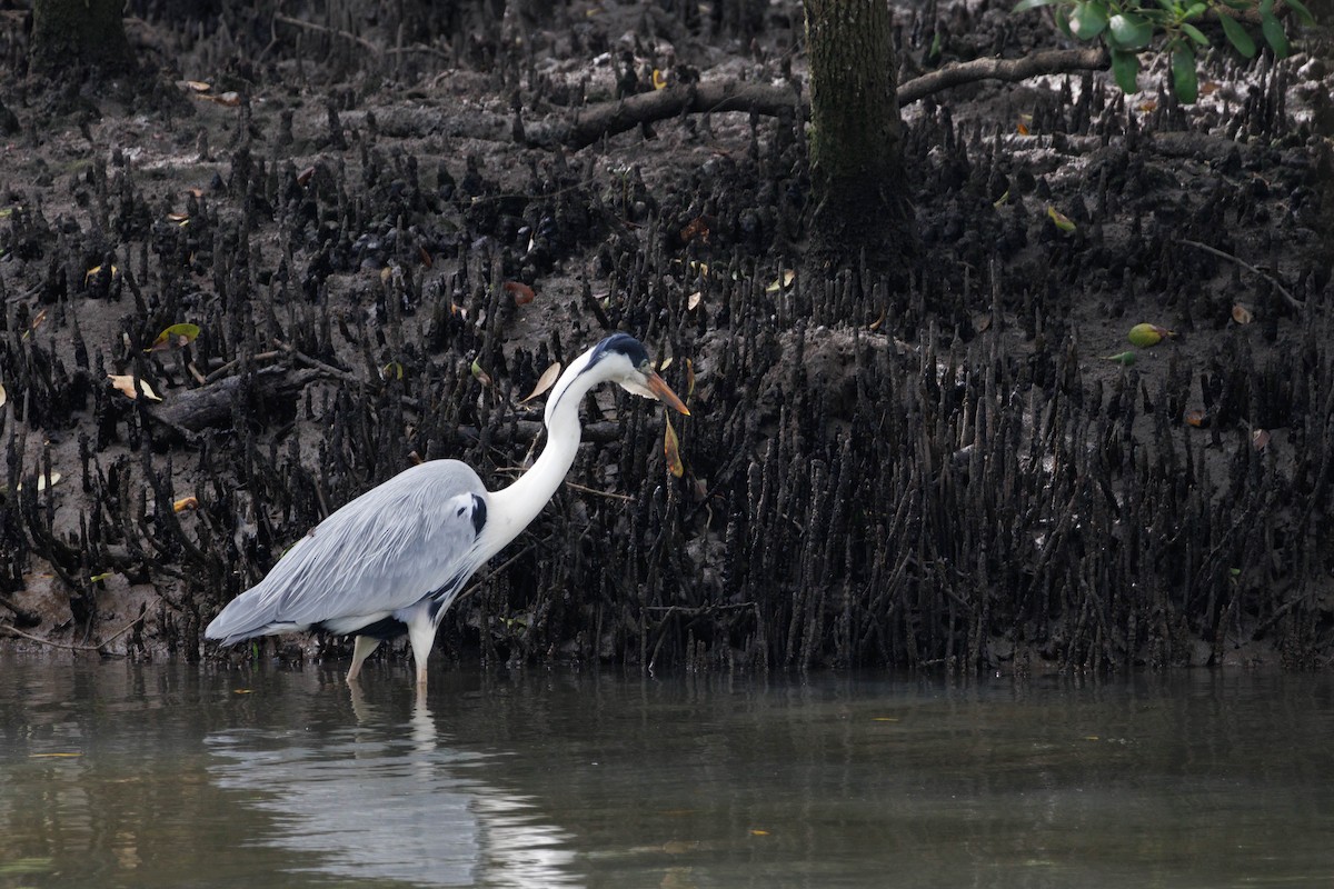 Cocoi Heron - ML643463992