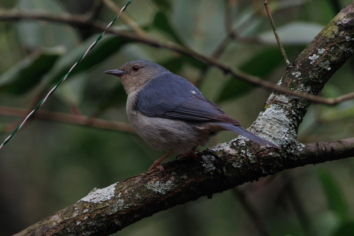 Bicolored Conebill - ML643464000