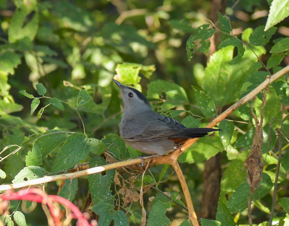 Gray Catbird - ML643464002