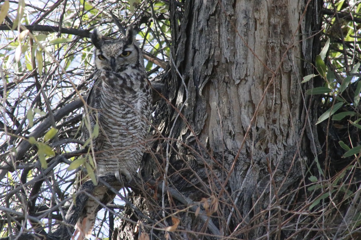 Great Horned Owl - ML643464005