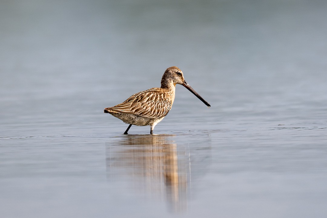 Asian Dowitcher - ML643464011