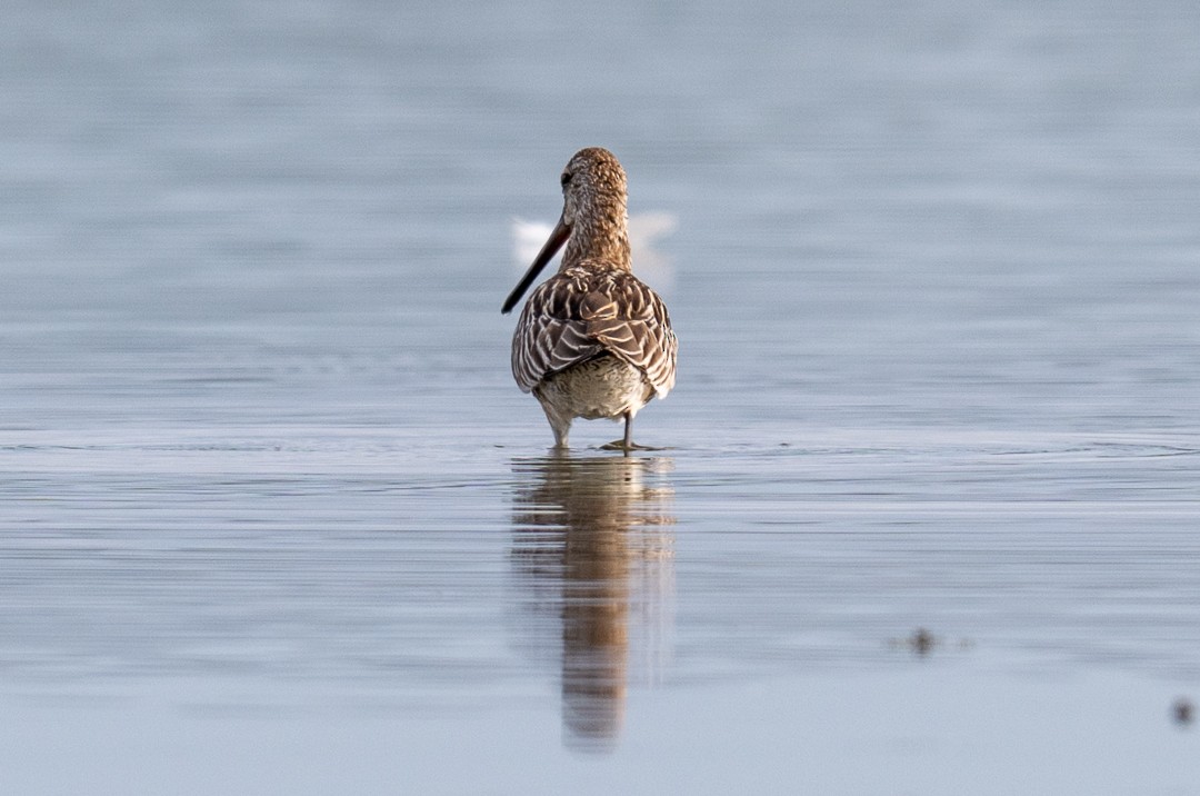 Asian Dowitcher - ML643464012