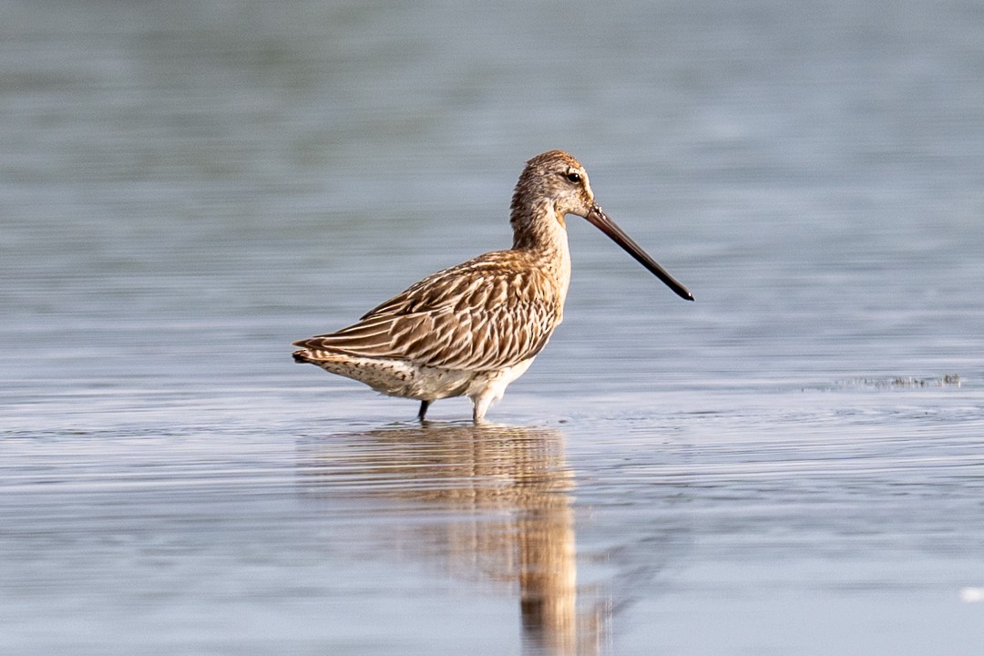 Asian Dowitcher - ML643464013
