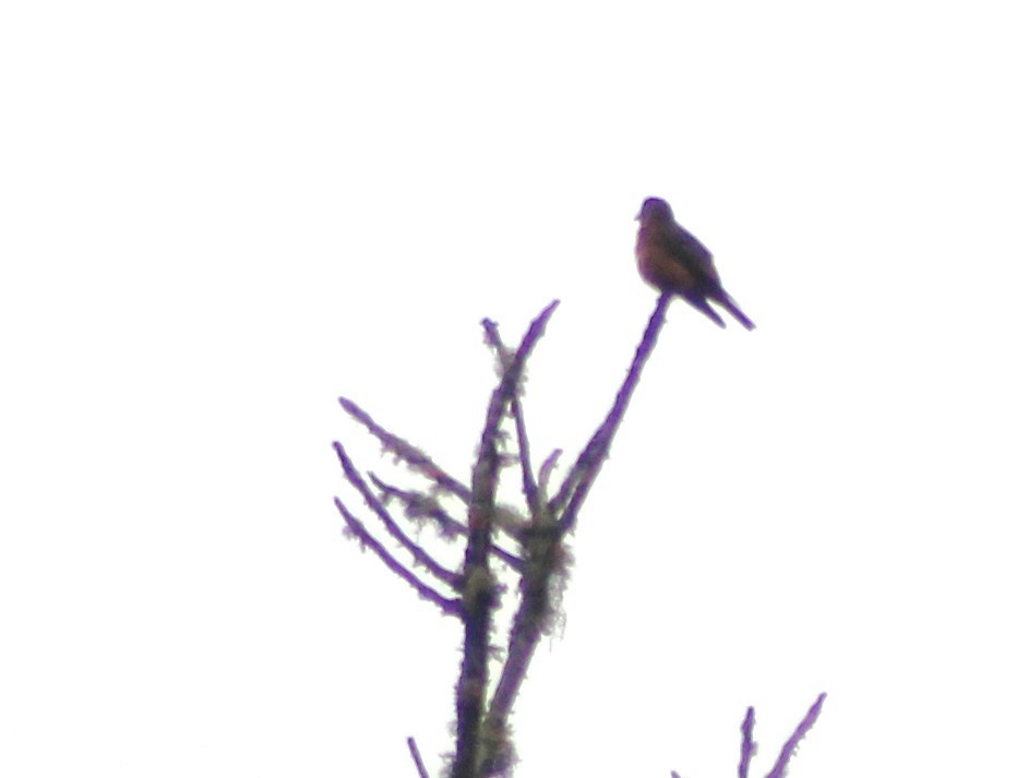 Cliff Flycatcher - ML643464017
