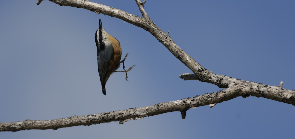 Red-breasted Nuthatch - ML643464019