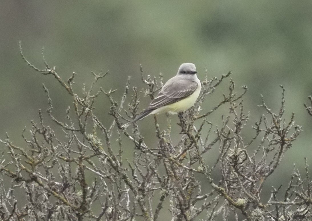 Western Kingbird - ML643464026