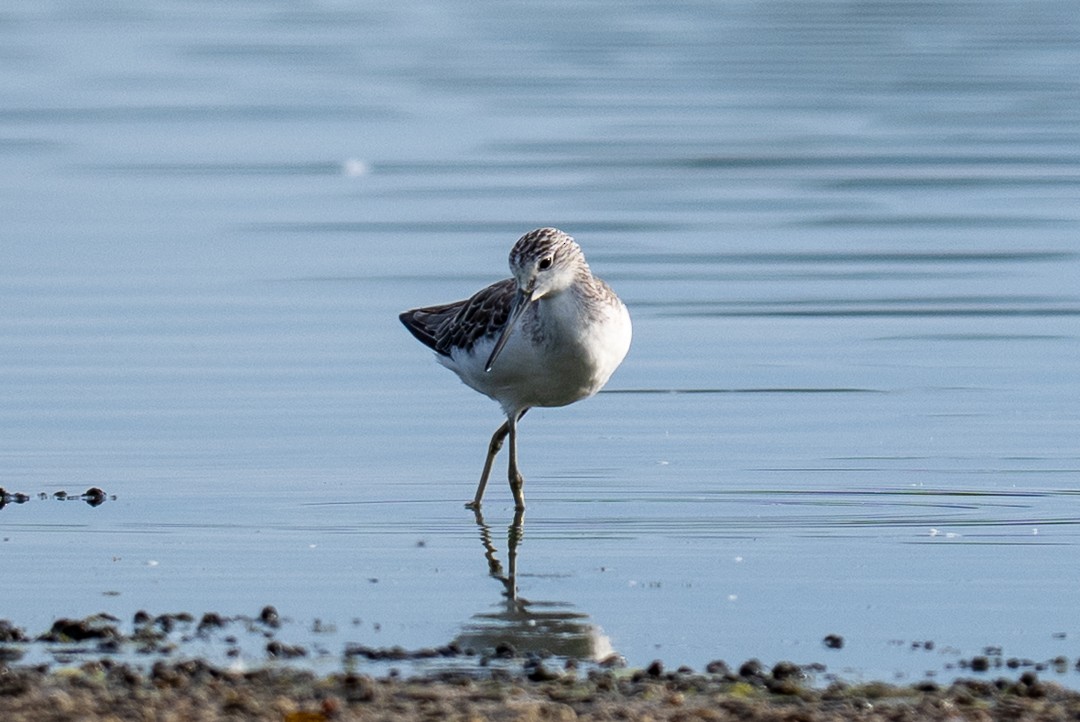 Marsh Sandpiper - ML643464030