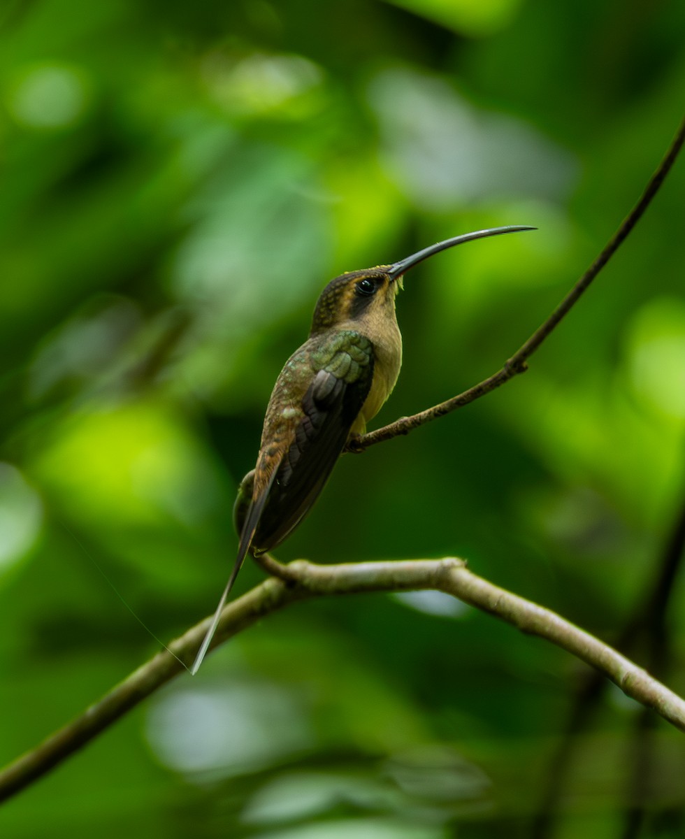 Great-billed Hermit - ML643464032