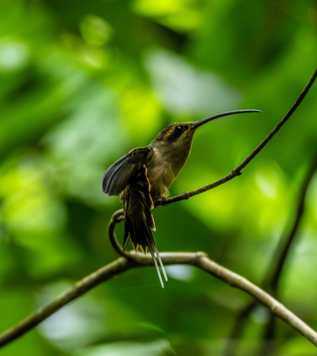Great-billed Hermit - ML643464033