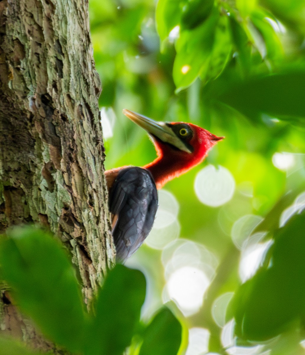 Красношейный дятел - ML643464039