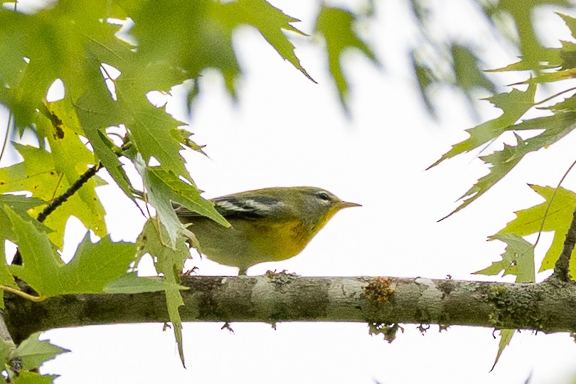 Northern Parula - ML643464043